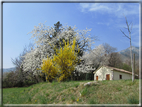 foto Ciliegi in fiore tra i Colli Asolani